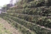 Planted with Fern _ Creeping Fig